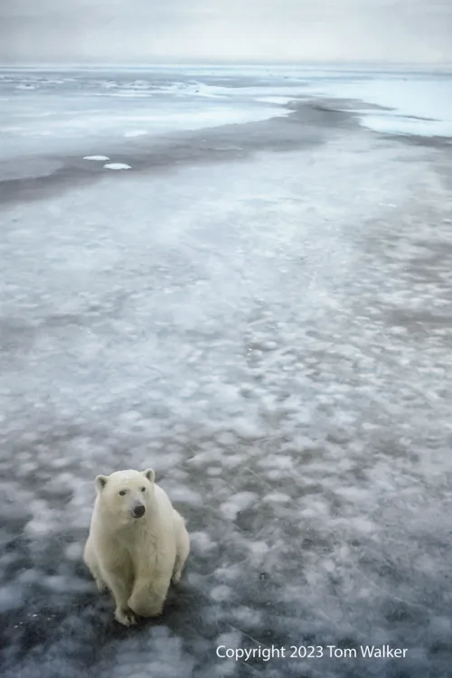 Polar Bear Canada