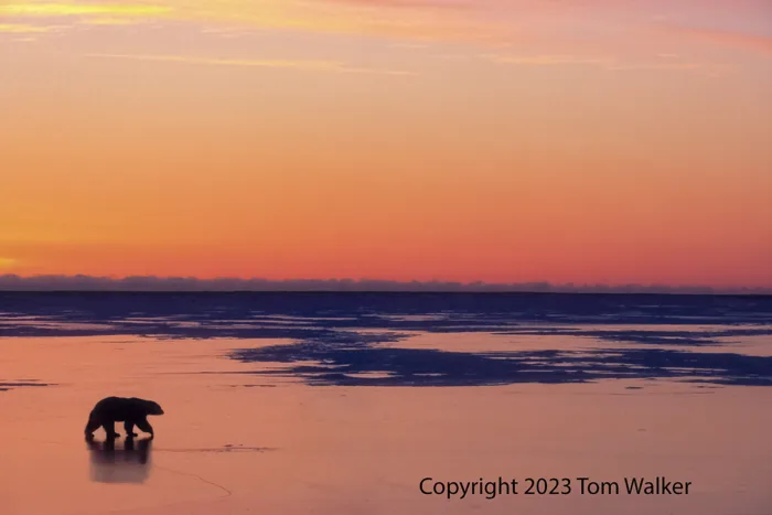 Polar Bear Sunset