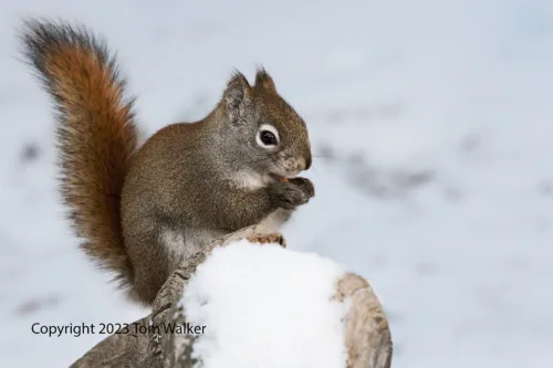 Red Squirrel Winter
