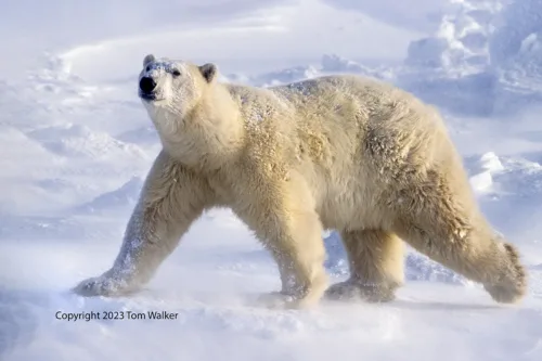 Polar Bear Male