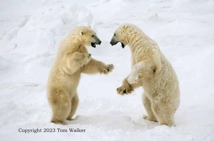 Polar Bears Sparring