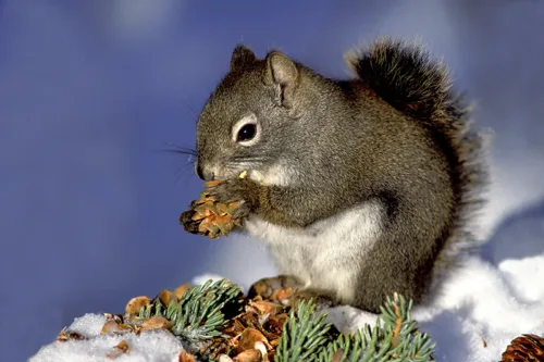 Red Tree Squirrel