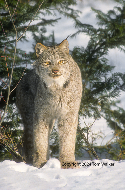 Alaska Spring Lynx