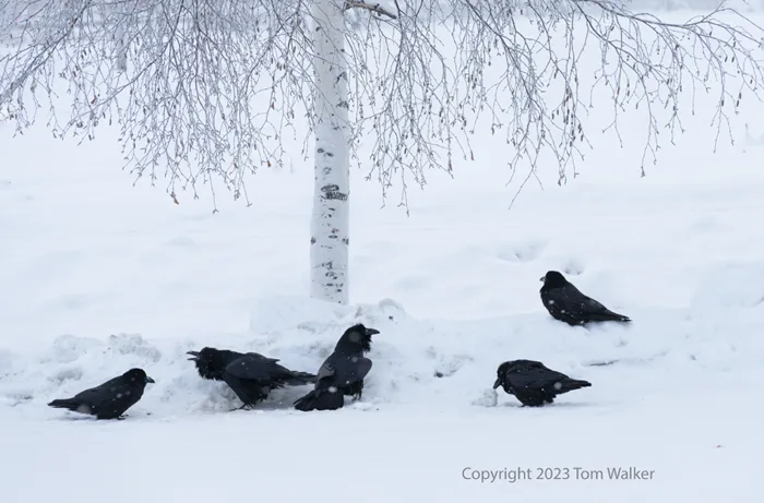 Alaska Ravens Birch Tree