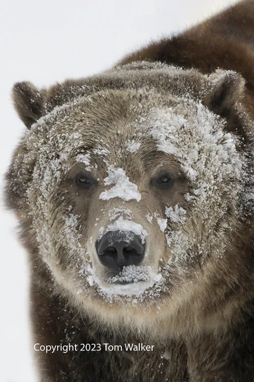 Grizzly in Snow