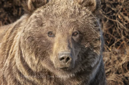 Grizzly bear Spring