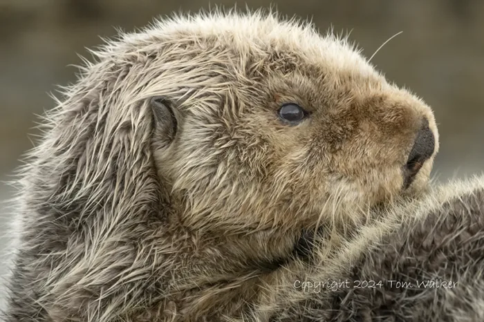 Sea otter Alaska