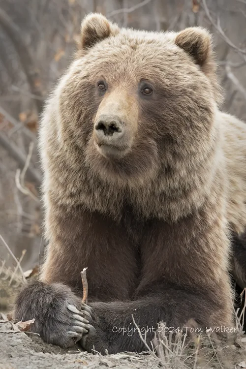 Grizzly Bear Spring