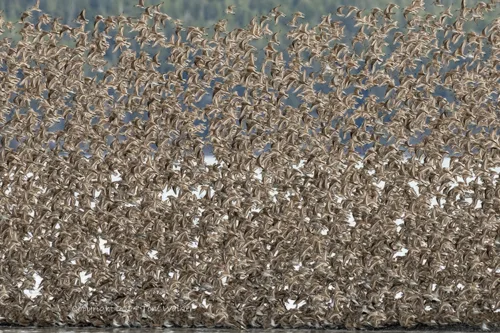 Sandpiper Migration