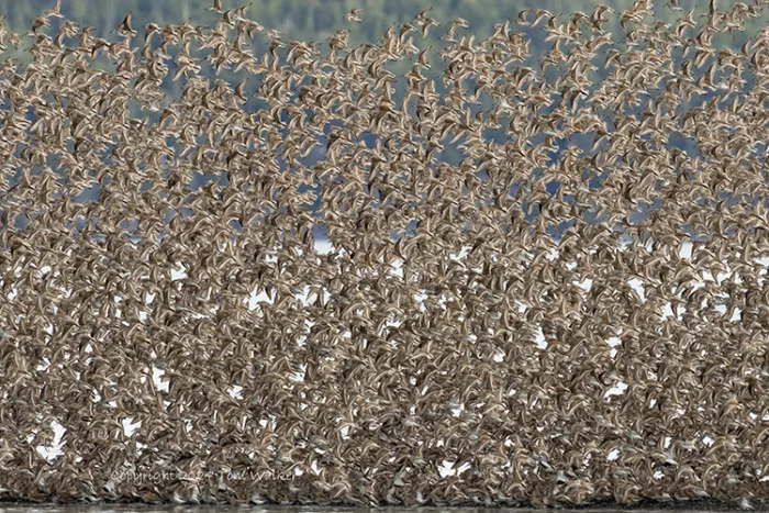 Sandpiper Migration