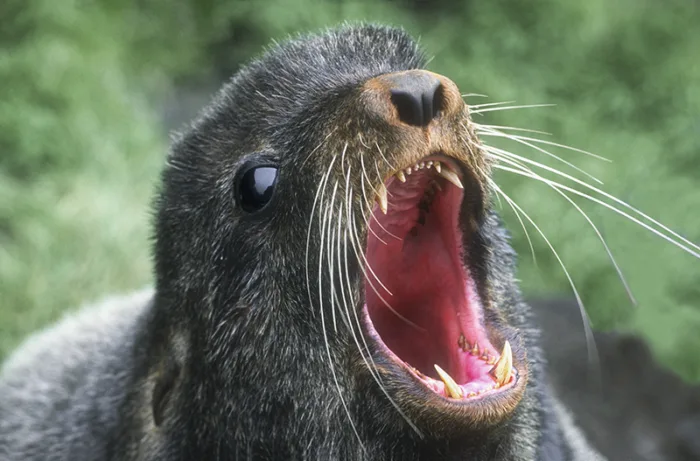 Fur Seal, Alaska