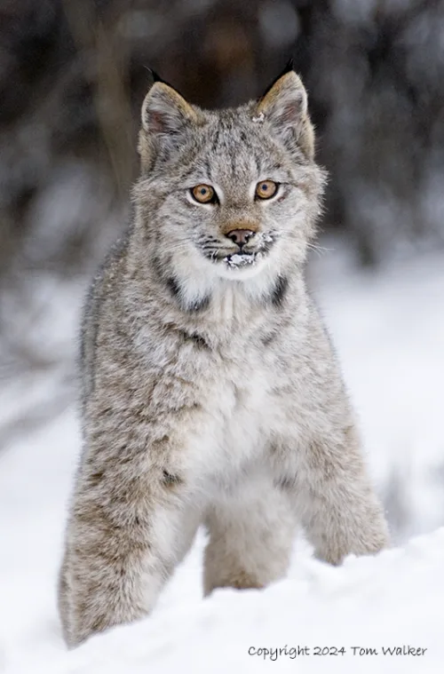 Lynx Kitten Alaska