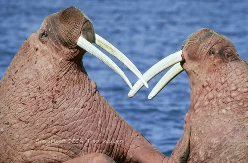 Bull Walrus Alaska