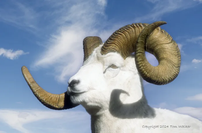 Dall Sheep Ram