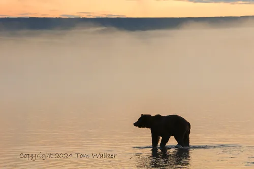 Brown Bear Fog