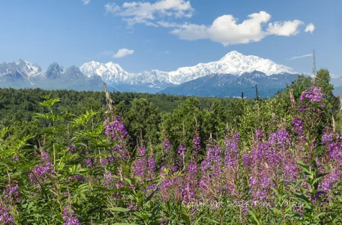 Denali Fireweed