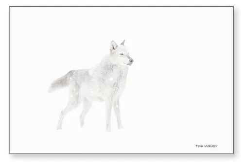 Wolf Whiteout