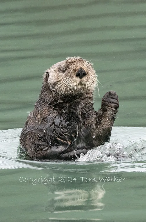 Sea otter