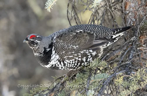 Spruce Grouse