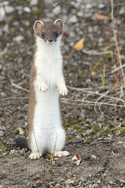 Weasel Summer