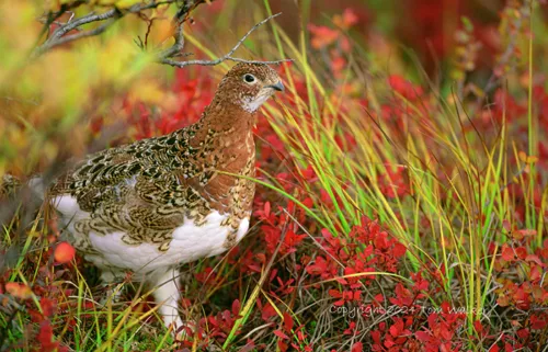 Ptarmigan Autumn