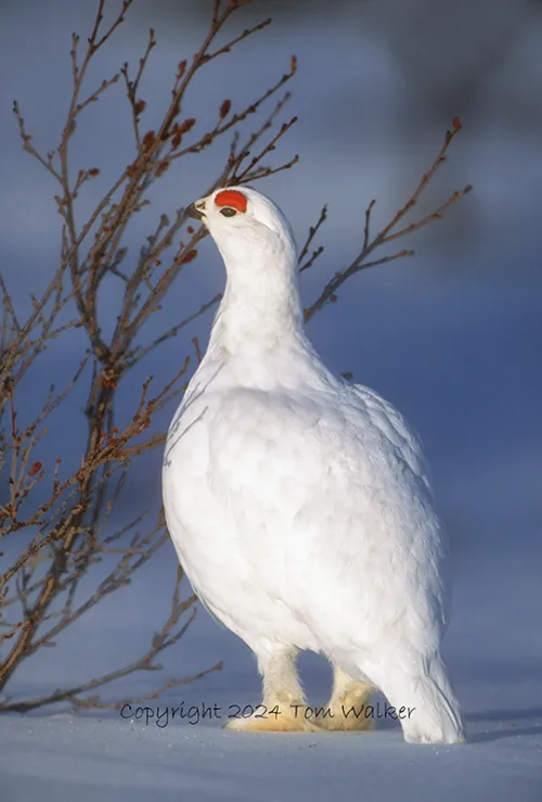 Willow Ptarmigan