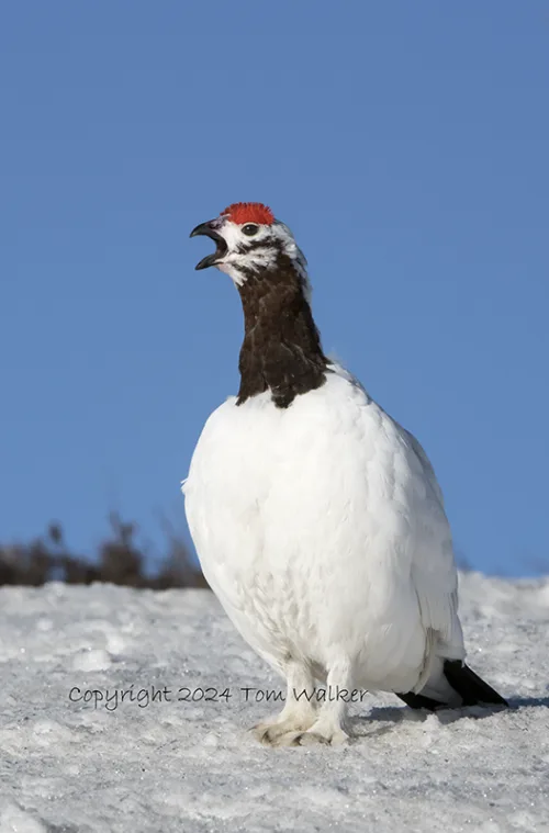 Willow Ptarmigan