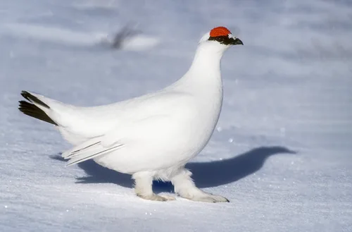 Rock Ptarmigan