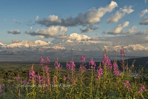 Mount Denali