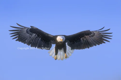 Bald Eagle Alaska