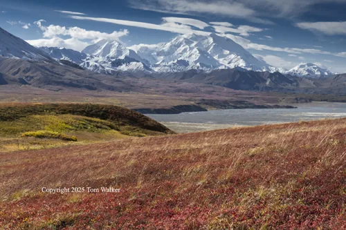 Denali Fall Tundra