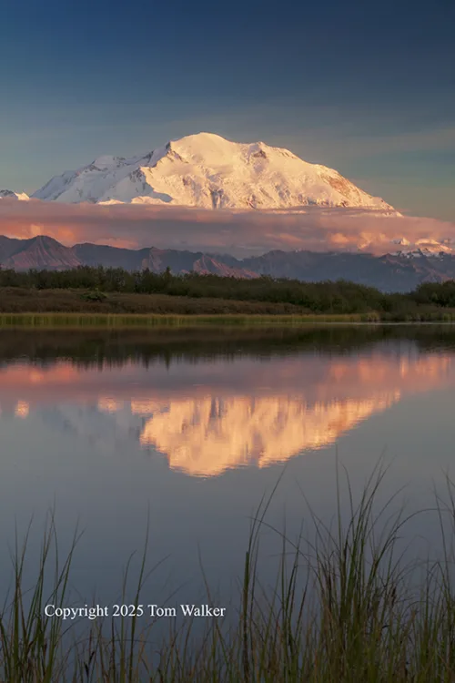 Denali Summer