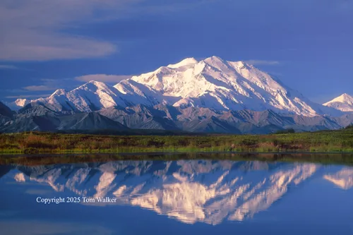 Denali Summer