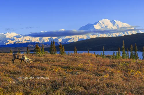 Denali Caribou #1299