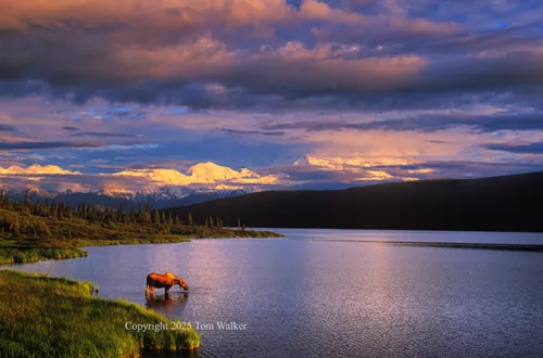 Moose Wonder Lake