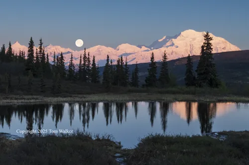 Denali Moonrise