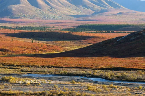 Savage River Tundra