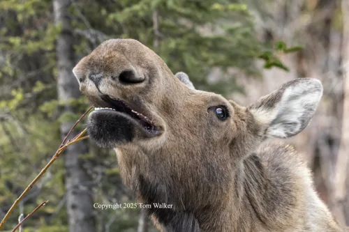 Moose cow