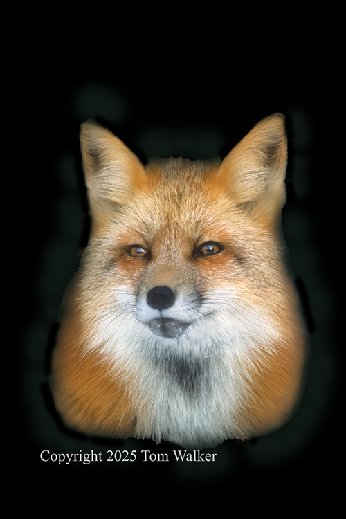 Red Foxc