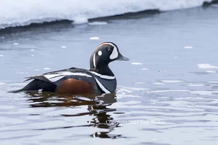 Harlequin drake Alaska