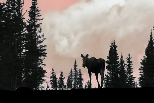 Moose Alaska dawn