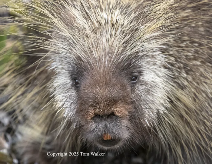 porcupine Alaska