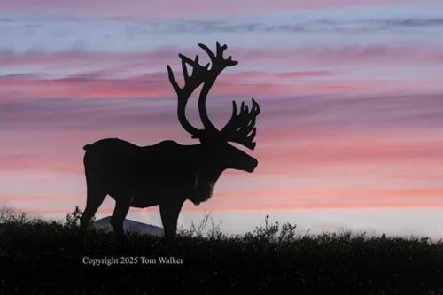 Caribou bull, Alaska