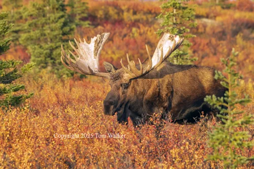 Bull Moose